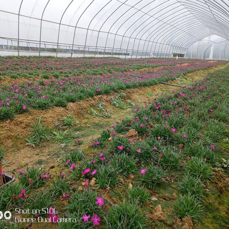 汾陽(yáng)花卉大棚